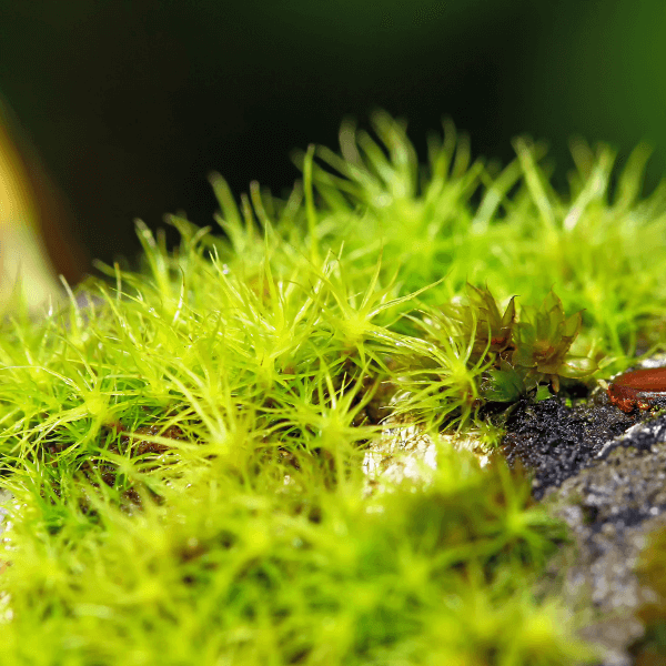 Is Moss on Your Roof a Problem - Spindly Roof Moss