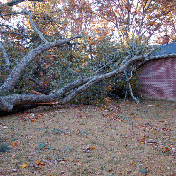 Roofing Problems and Solutions - tree on the roof after a storm